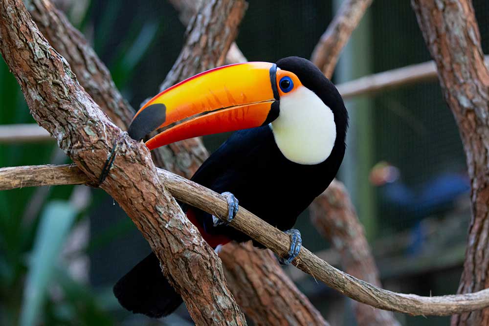 Amazon Jungle Cruises Toucan