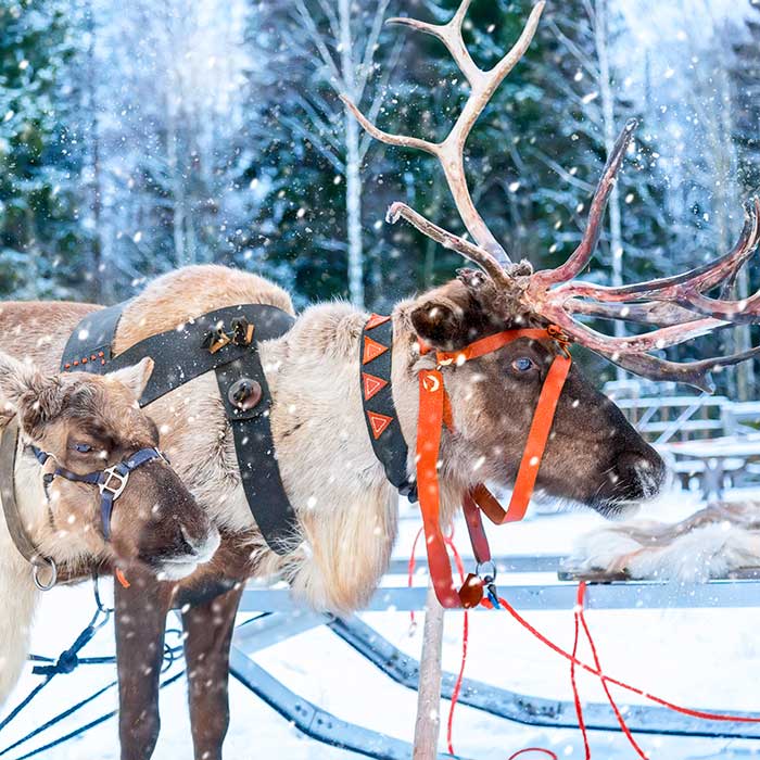 Santa's Village Reindeers Rovaniemi Lapland Finland