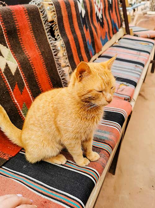 Petra Jordanian Cat