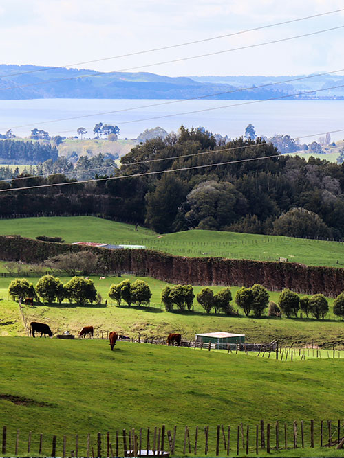 Mamaku Rolling hills Rotorua