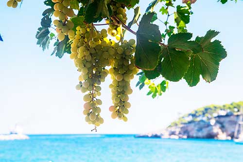 Greek Vineyard Experience