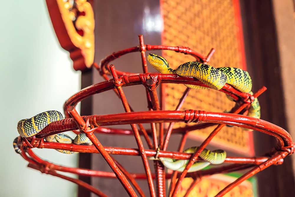 Snake Temple in Penang Malaysia