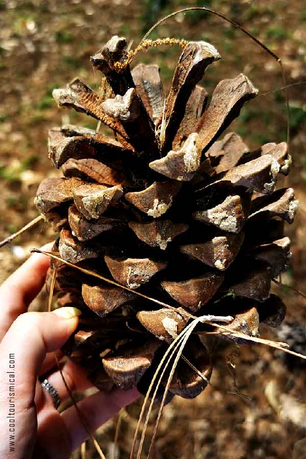 Gigantic Pine Cone at Orto Botanico Palermo