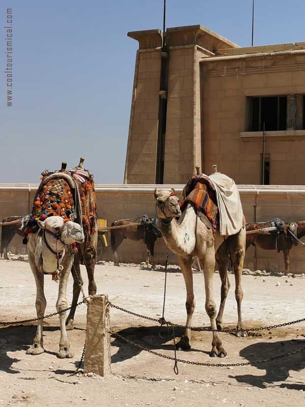 Camels at the Egyptian Pyramids in Giza