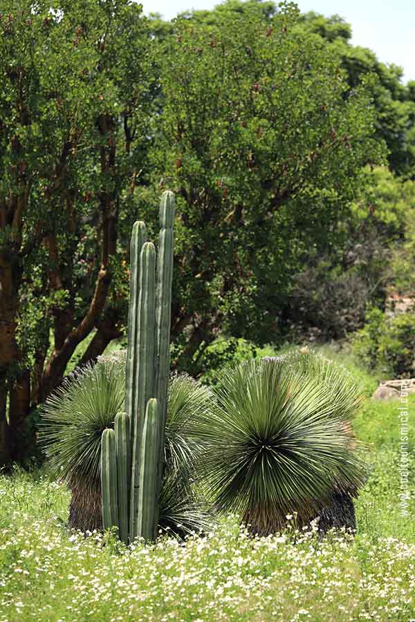 Teotihuacan Pyramids Exotic Vegetation