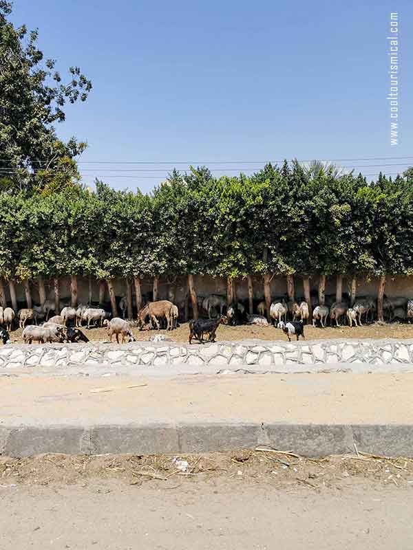 Animals on the road to Saqqara, in the Egyptian countryside